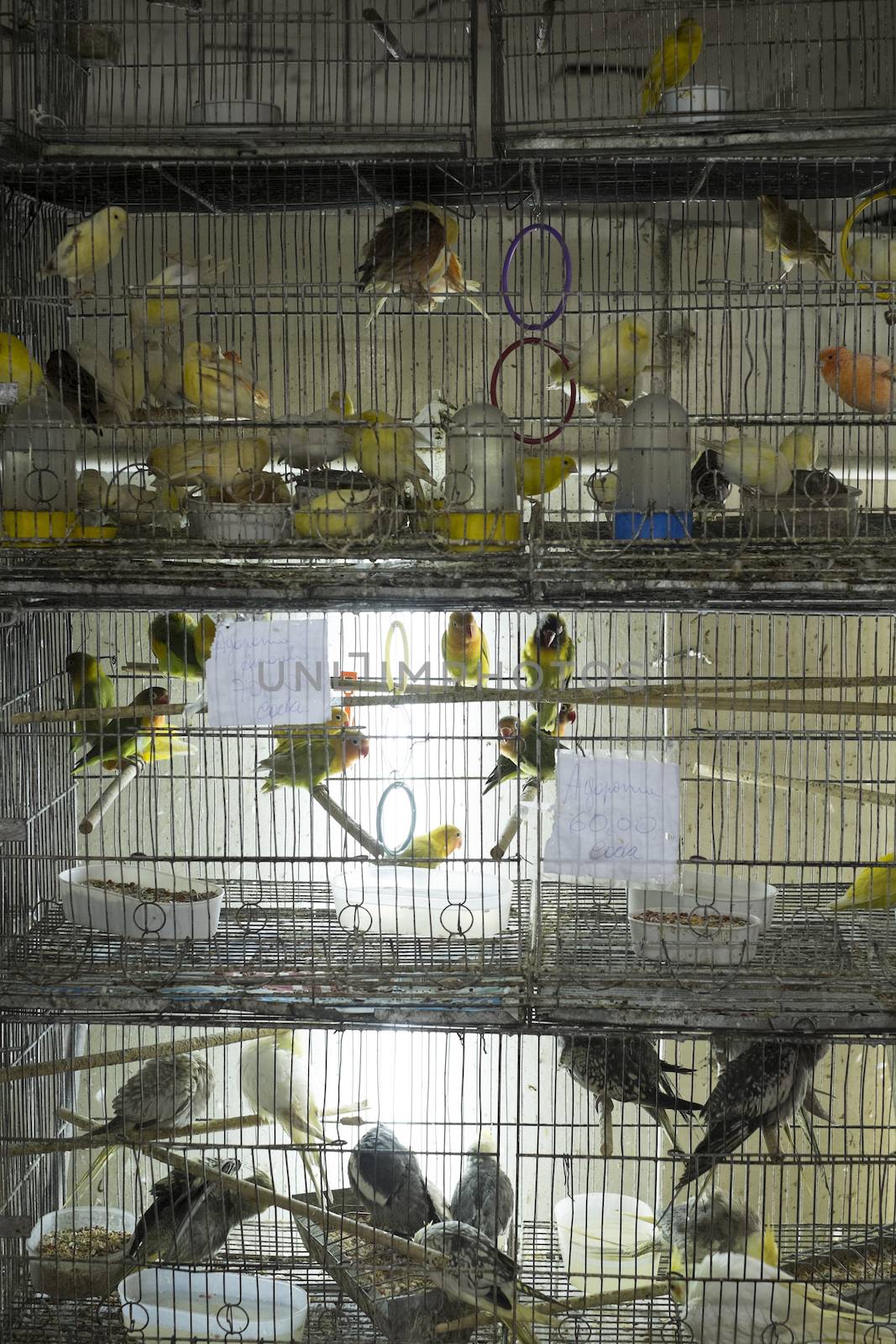 Parakeets in cages for sale in street market in Brazil. Animal rights are vastly disregarded in Brazil, and animals are kept in stressful conditions.