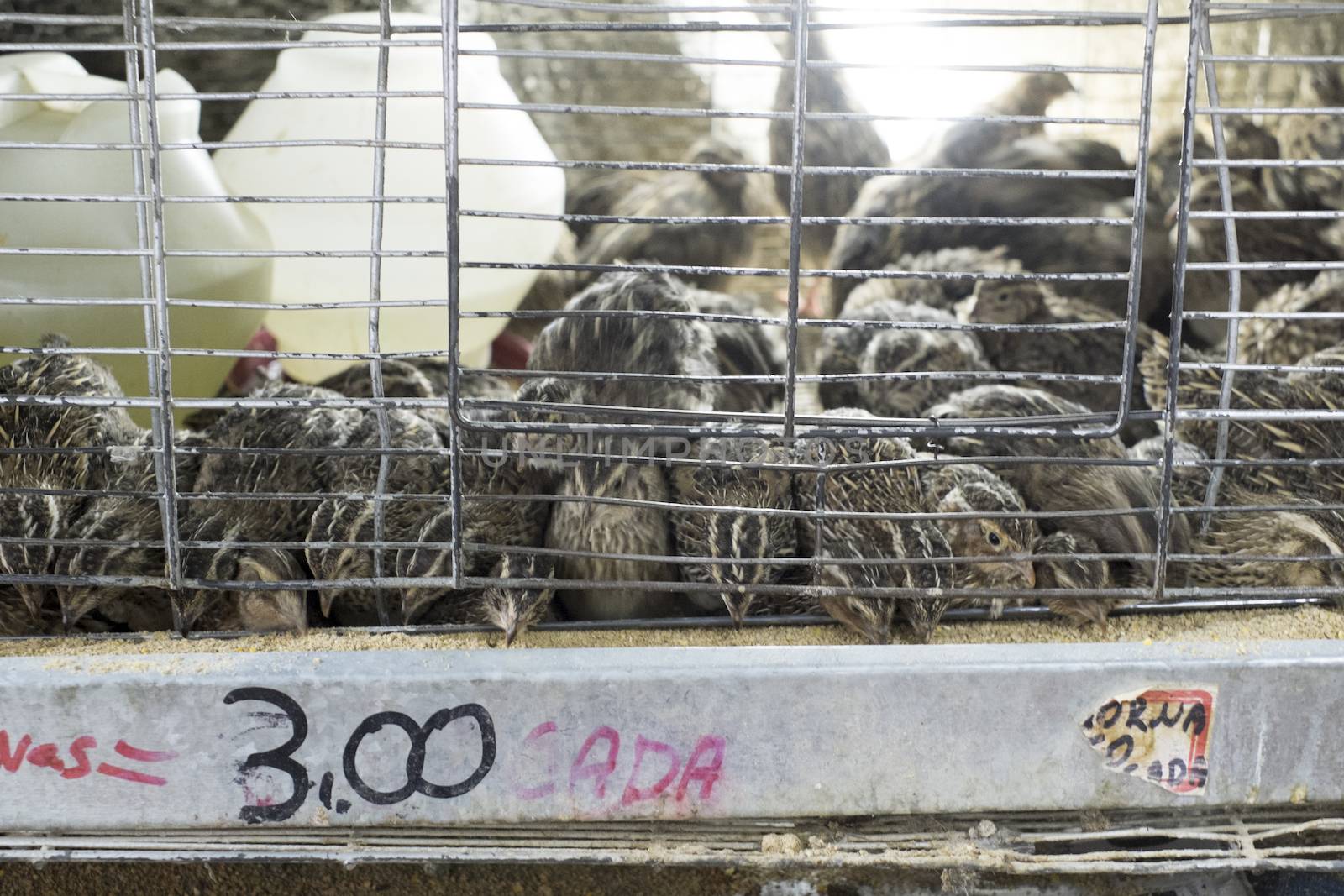Quails in cages for sale in street market in Brazil. Animal rights are vastly disregarded in Brazil, and animals are kept in stressful conditions.