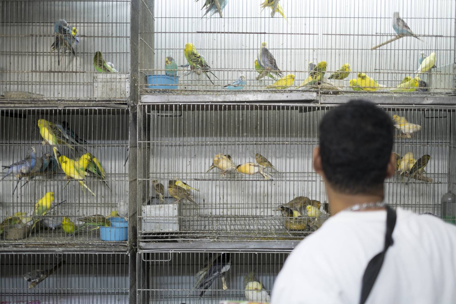 BELO HORIZONTE, BRAZIL - JULY  28: People looking at caged birds in market. Parakeets, a popular pet in Brazil, are kept in stressful conditions until they are sold. July 28, 2014 in Belo Horizonte.