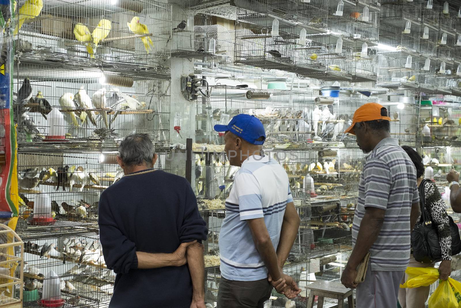 BELO HORIZONTE, BRAZIL - JULY  28: People looking at caged birds in market. Parakeets, a popular pet in Brazil, are kept in stressful conditions until they are sold. July 28, 2014 in Belo Horizonte.