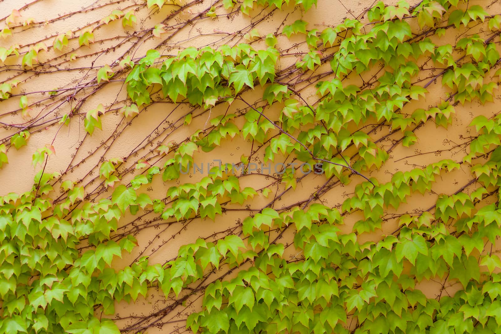 Some ivy on a beige wall