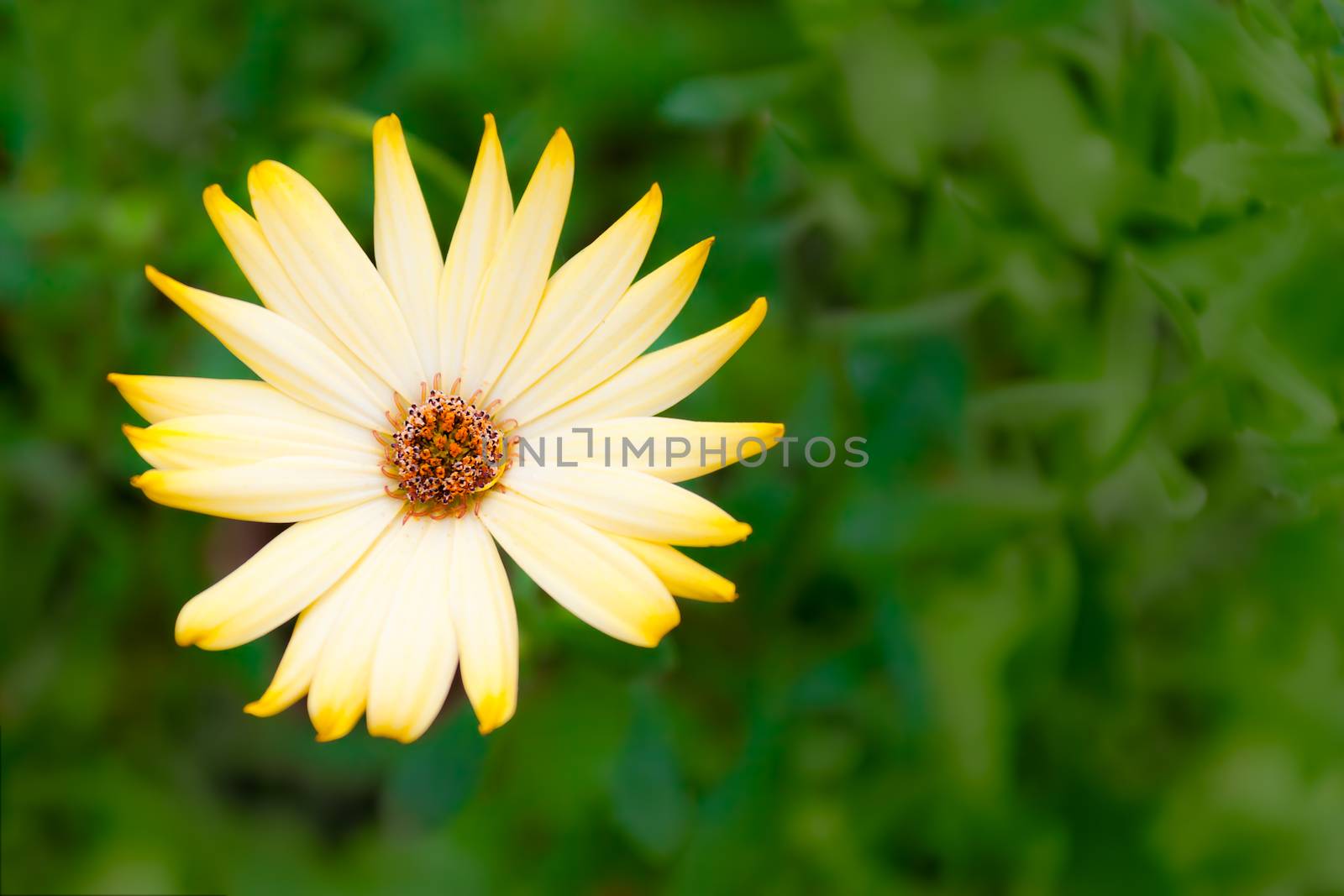 Flower on a green blurred background