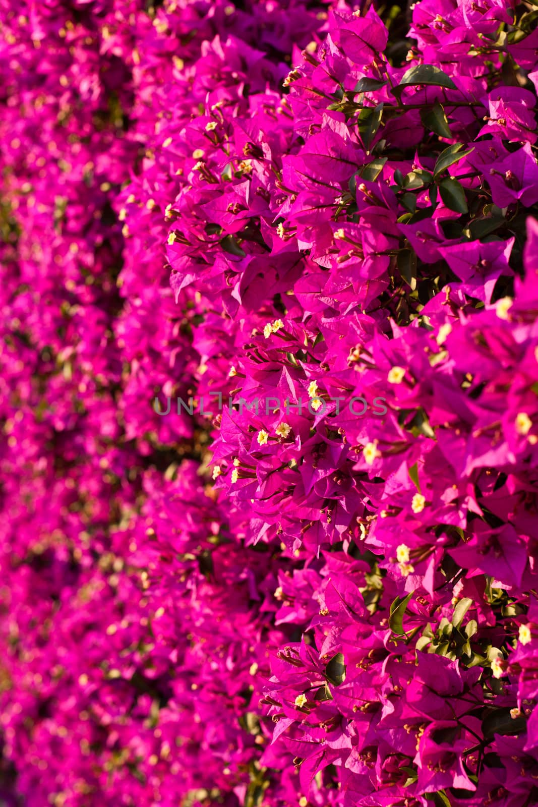 a wall covered with bouganville flowers