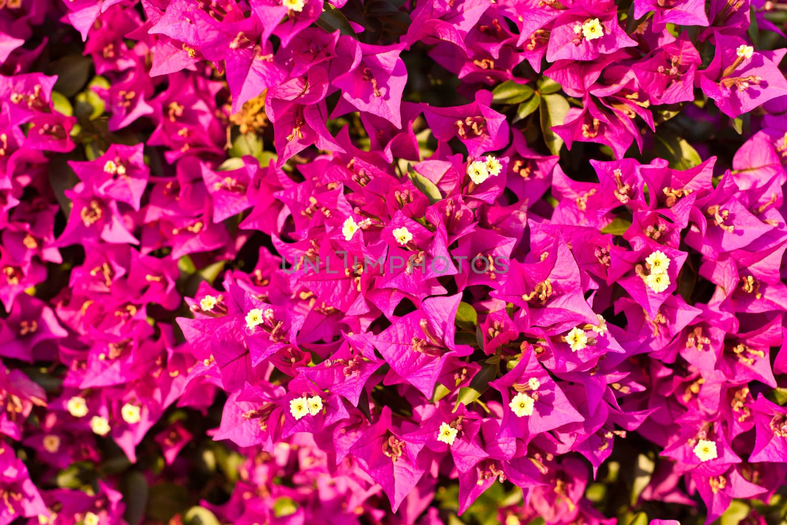 a wall covered with bouganville flowers