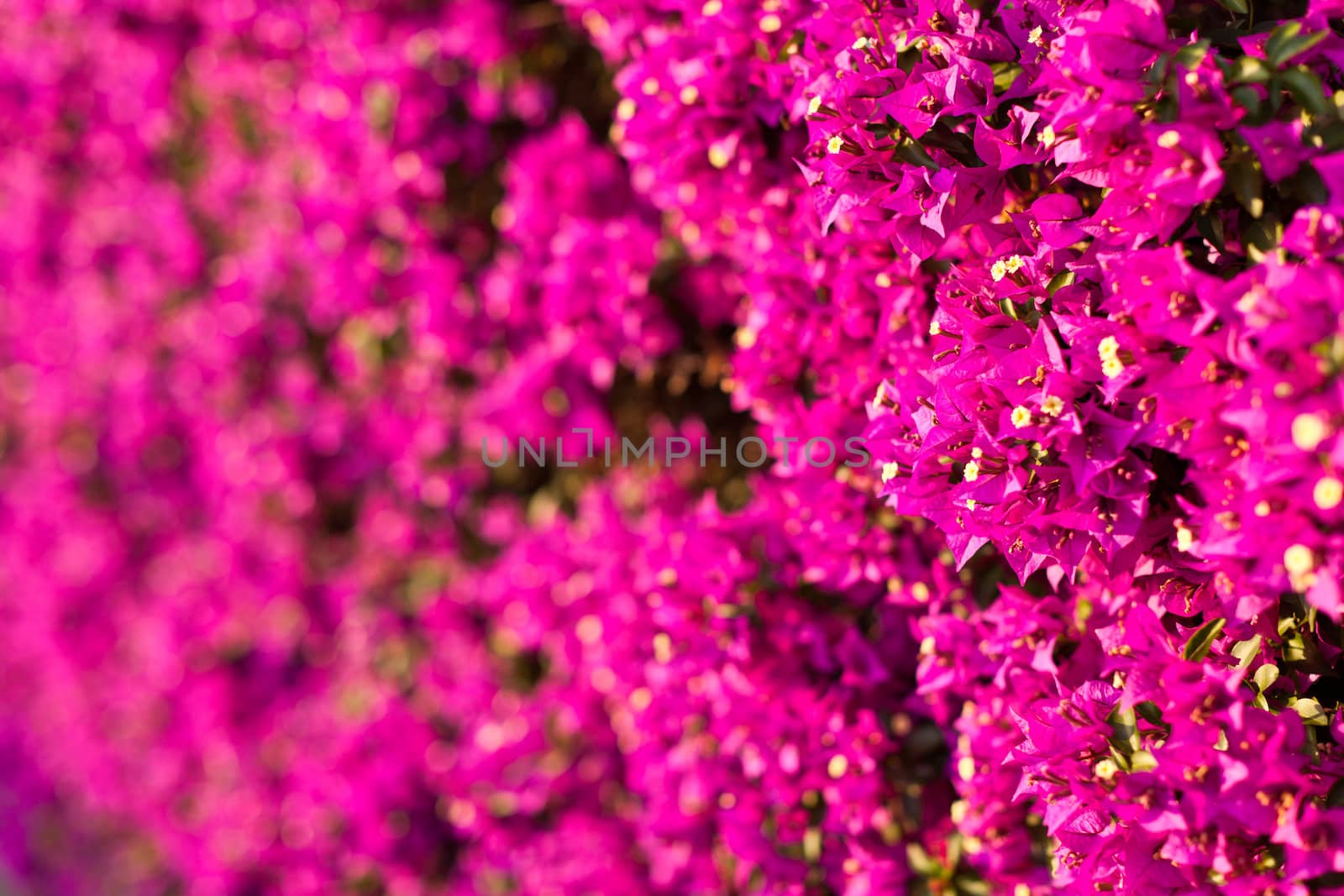 a wall covered with bouganville flowers