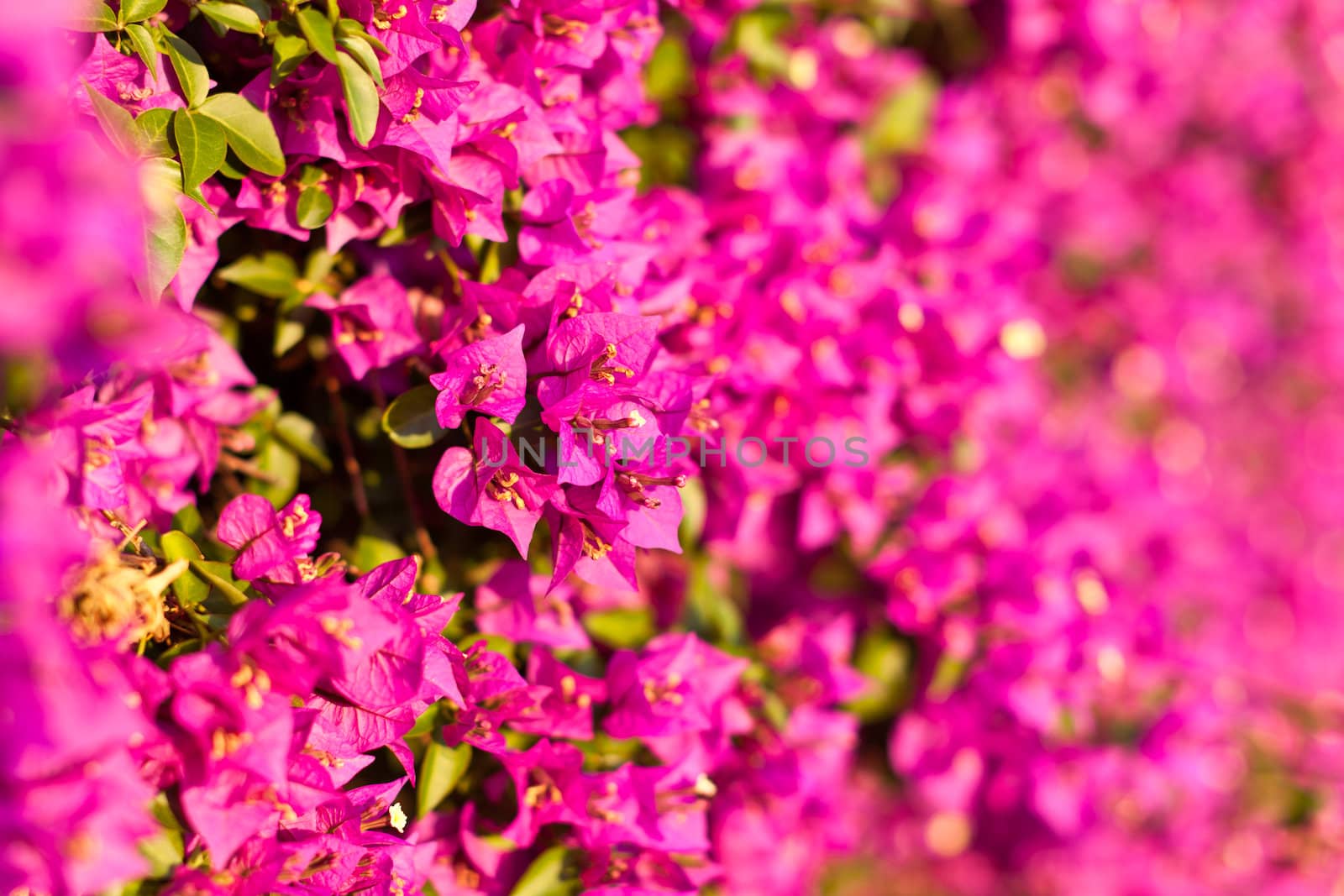 a wall covered with bouganville flowers