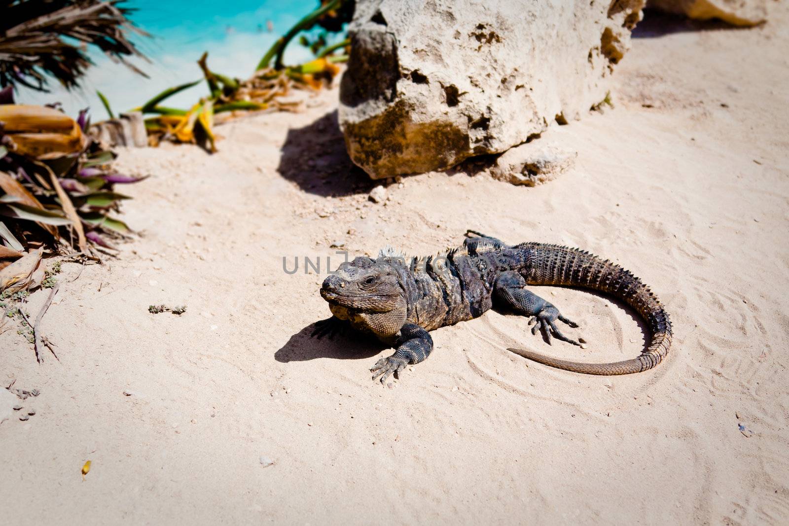 Iguana on the beach by dario_lo_presti