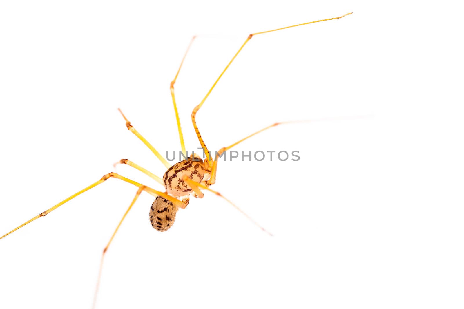 A small long-legged spider over a white background. Supermacro