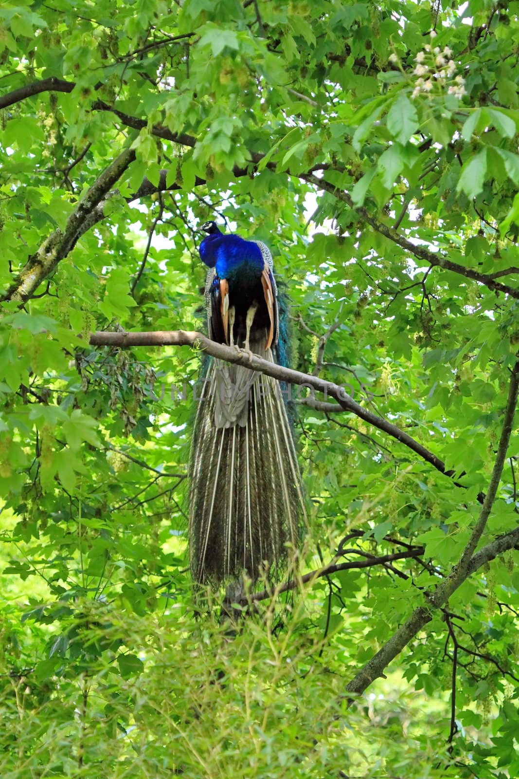 Male peacock in a tree by Elenaphotos21