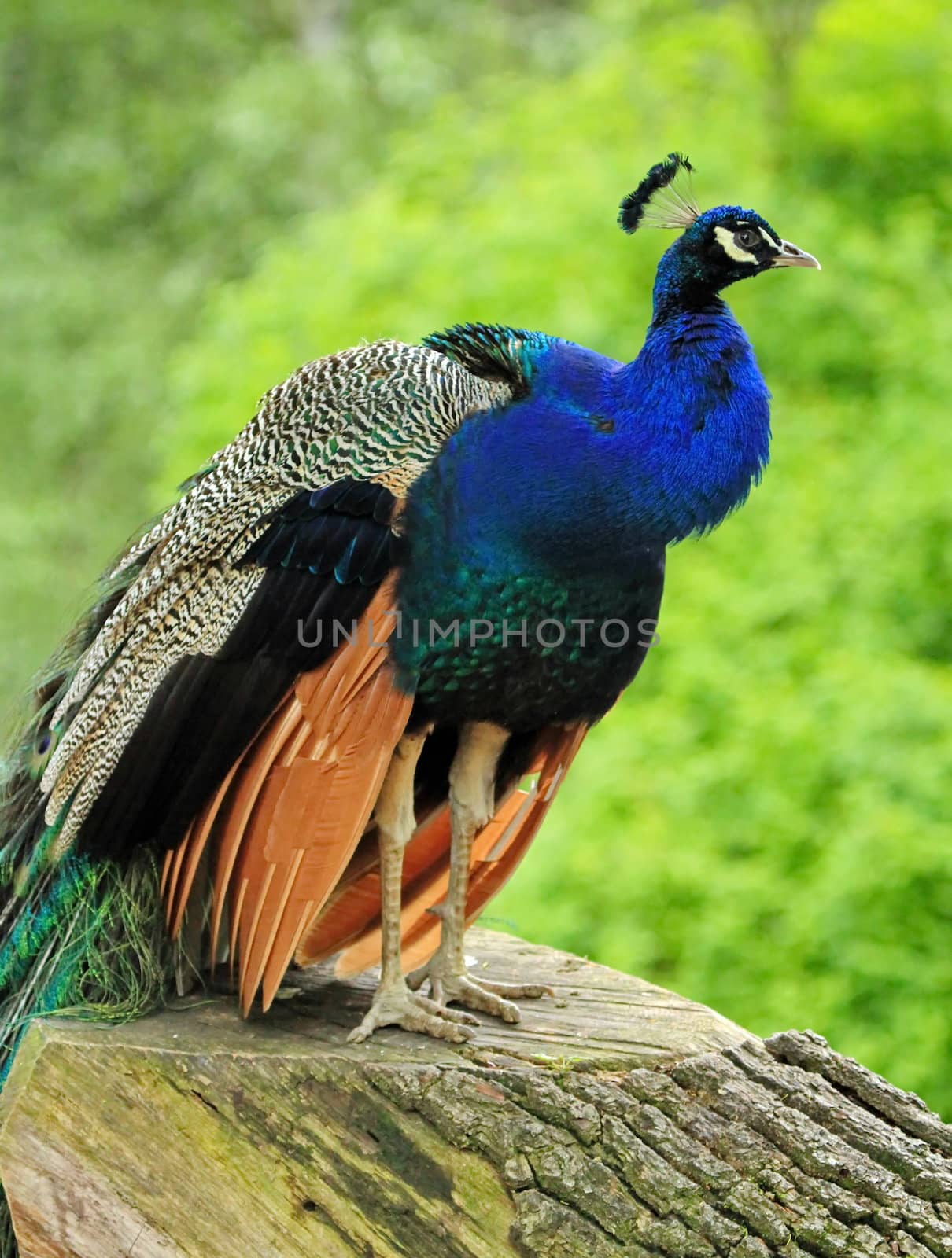 Male peacock on a trunk by Elenaphotos21