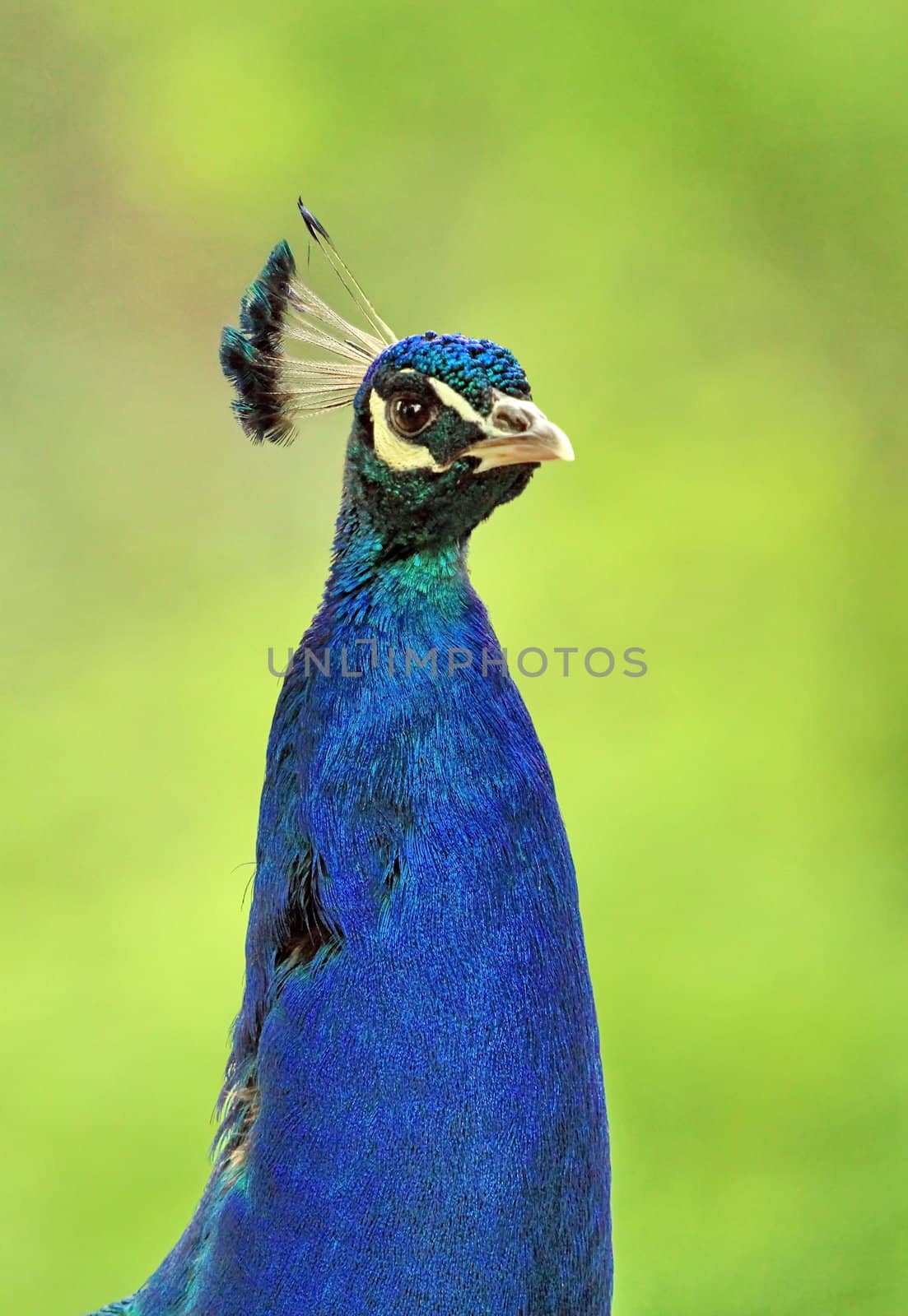Beautiful male peacock portrait in green background
