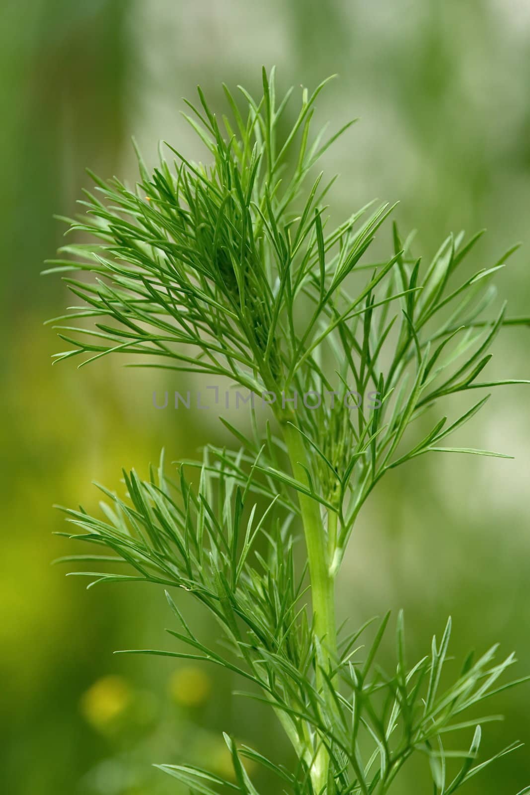 Close up on wild fennel, nigella arvensis