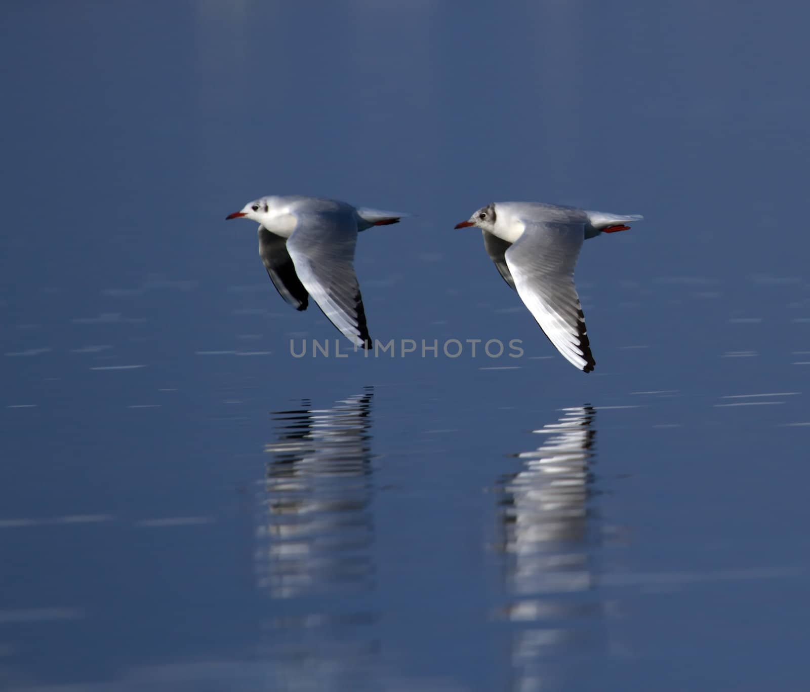 Two black-headed gulls, chroicocephalus ridibundus, flying near waterlake