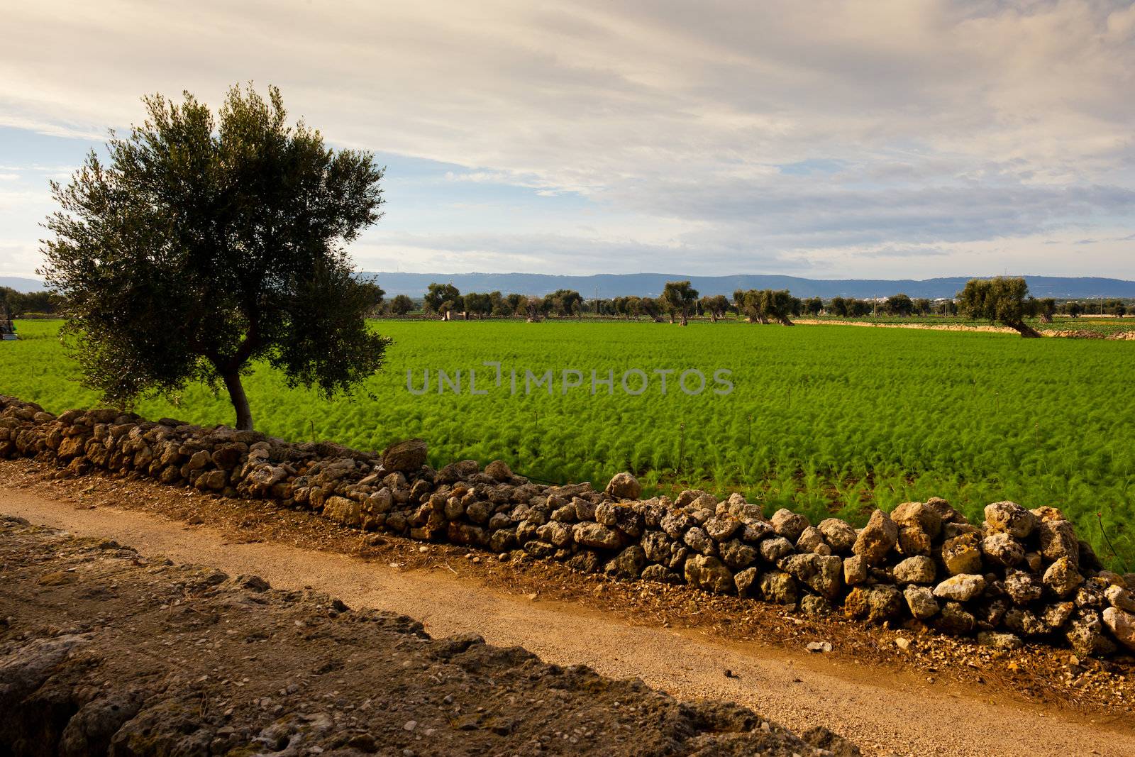 A rural scene with a tree silhouette and a path