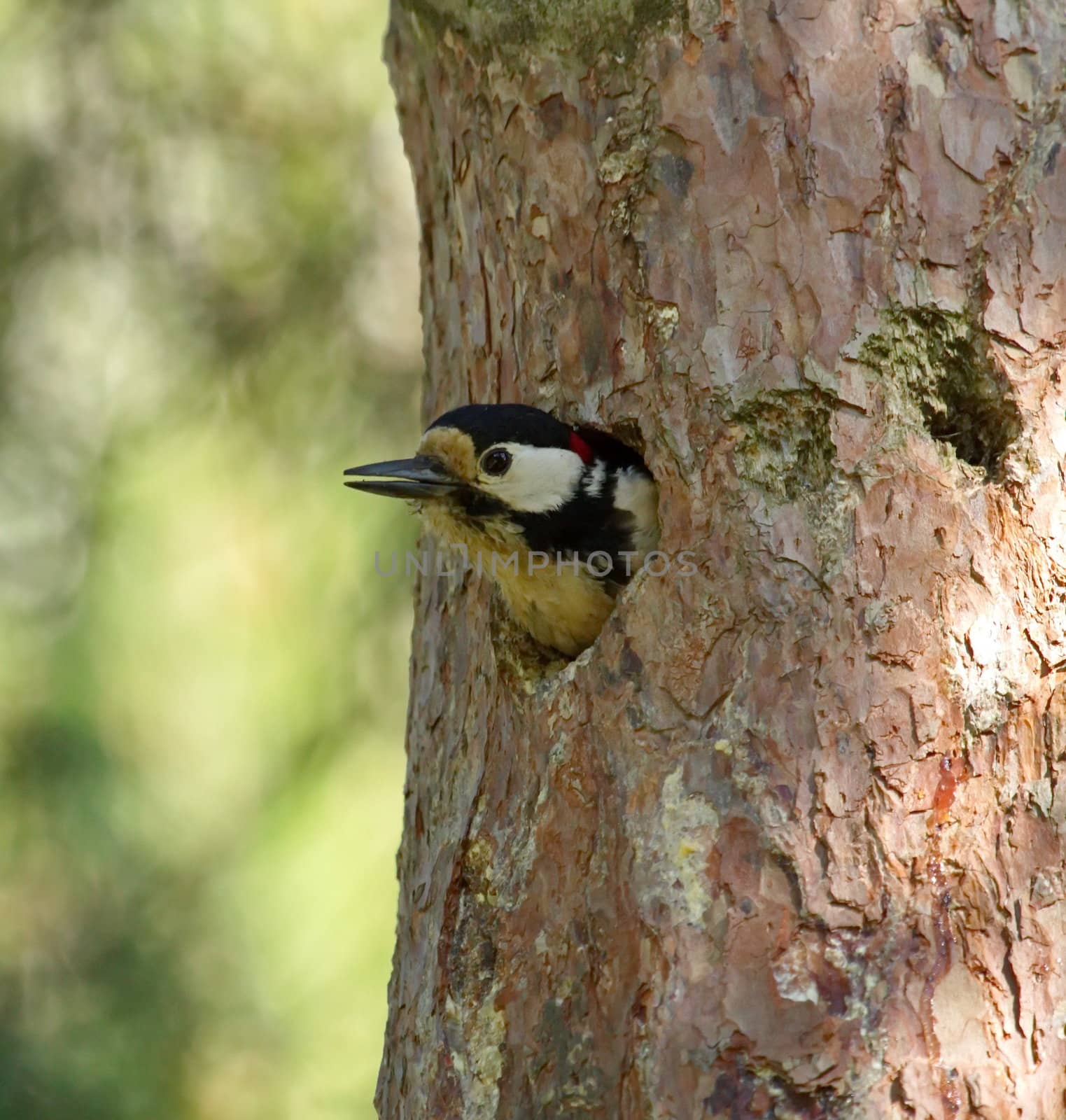 HairHairy woodpecker, picoides villosus showing its head out of its hole nest