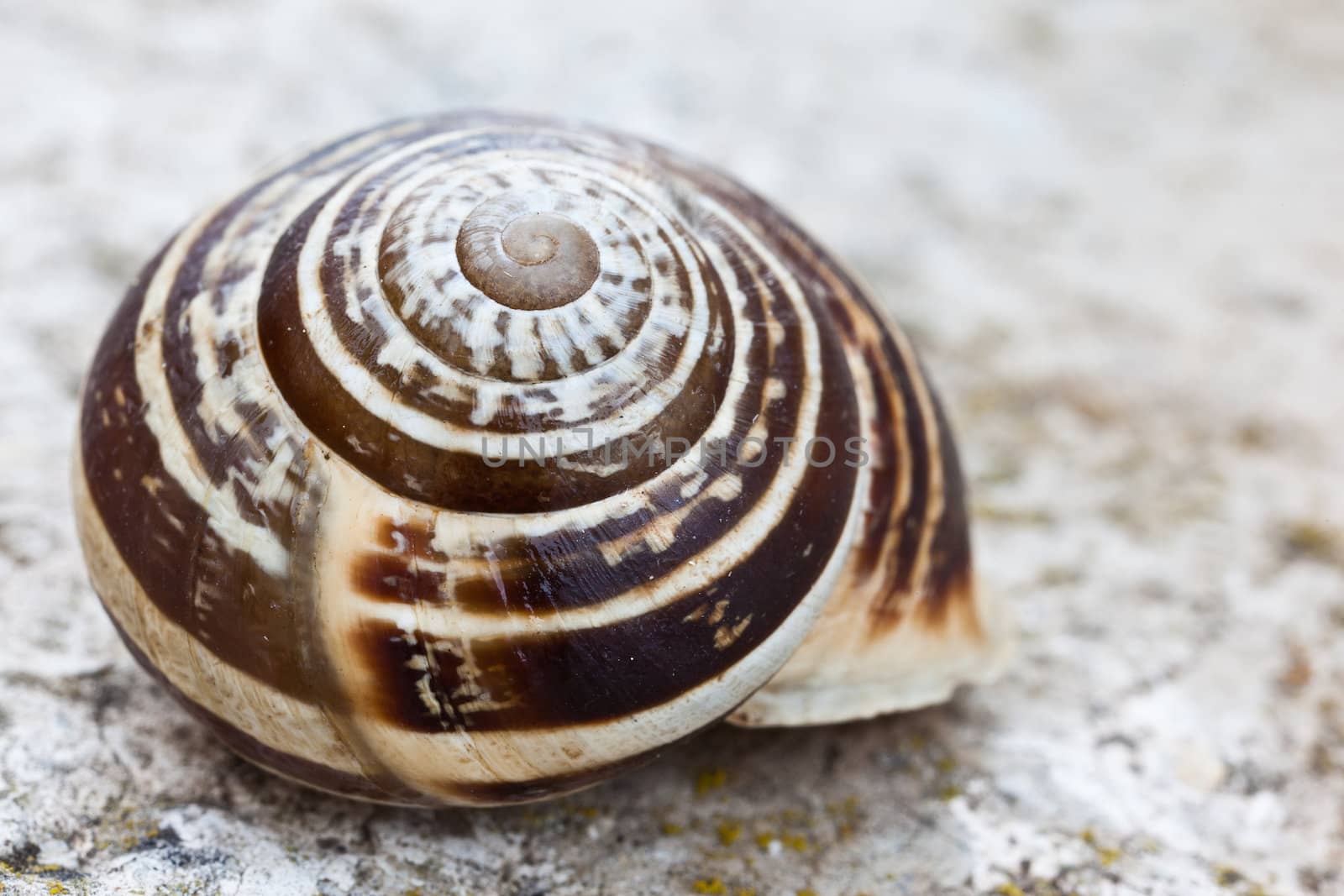A macro shot of a snail shell. Extremely detailed