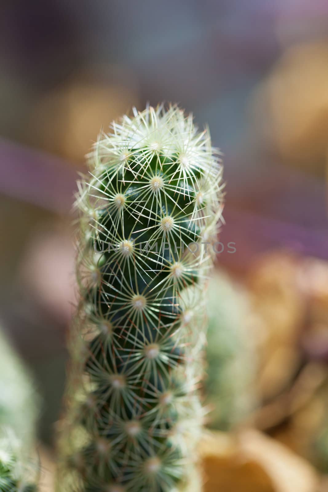 close-up of some small cacti