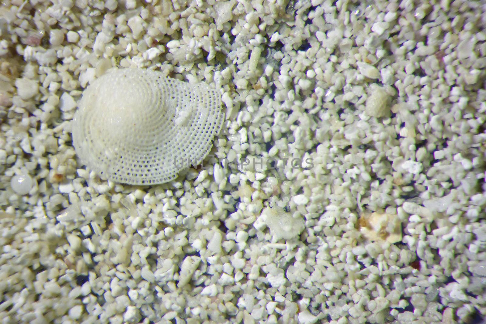 Micro photography of sand grains