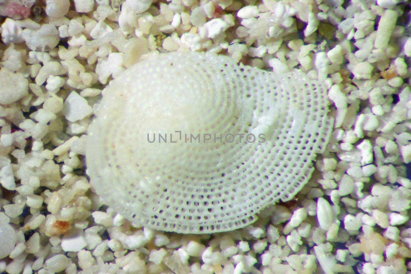 Micro photography of sand grains