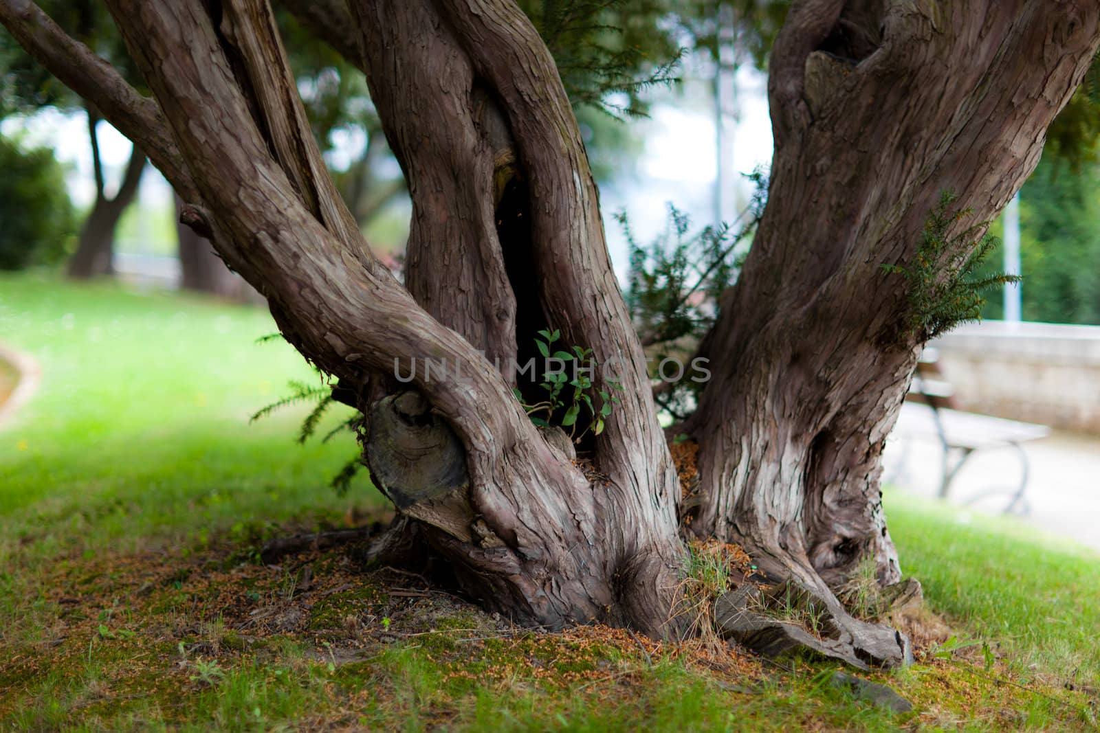 Old tree trunk in a park with swallow depth of field