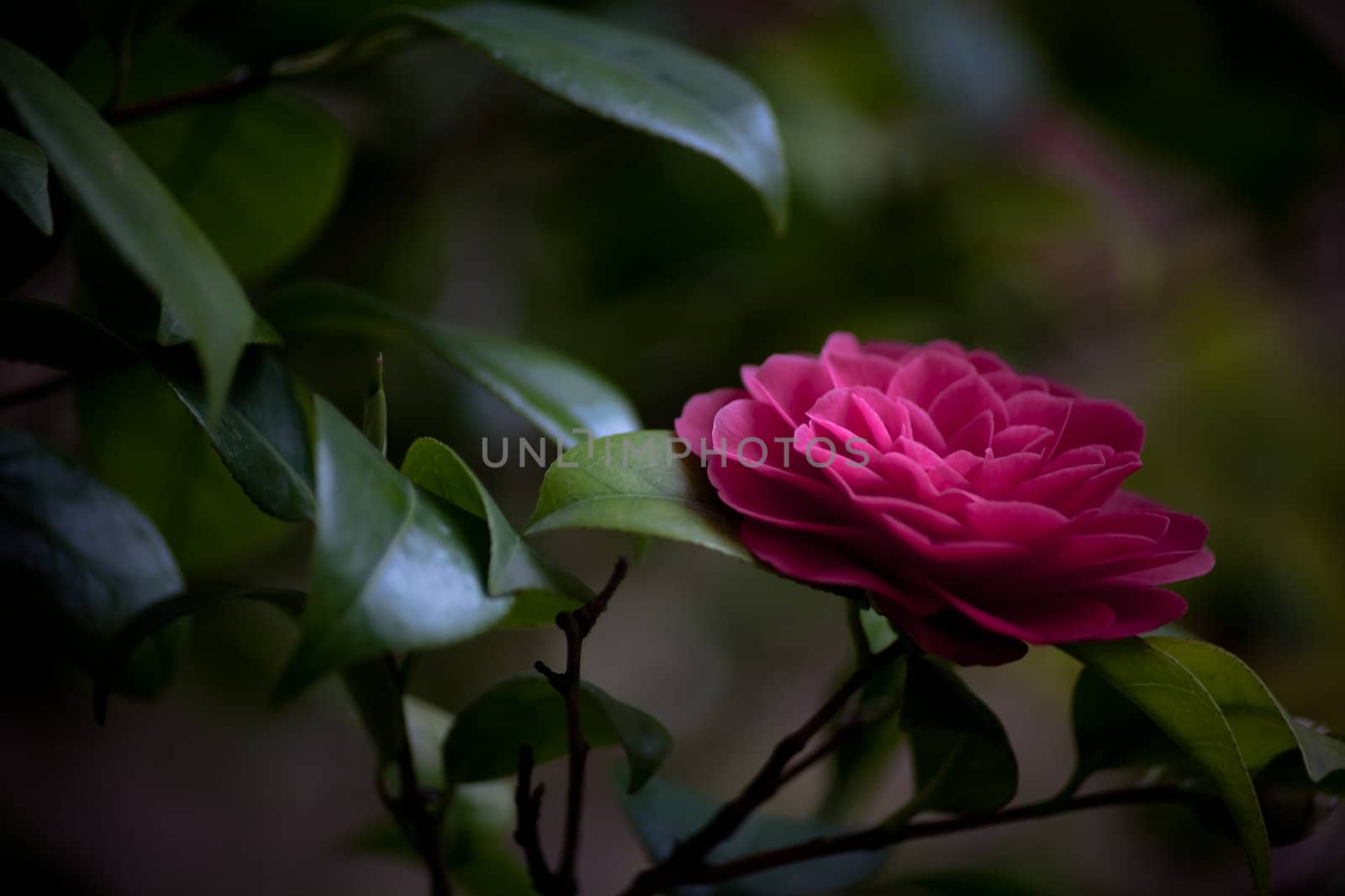 A Beautiful flower on a dark leaves background