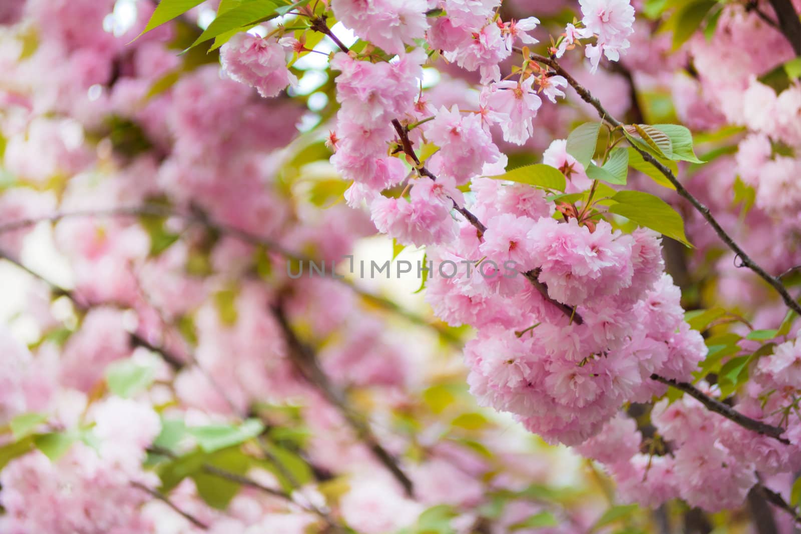 Lot of pink Cherry flowers