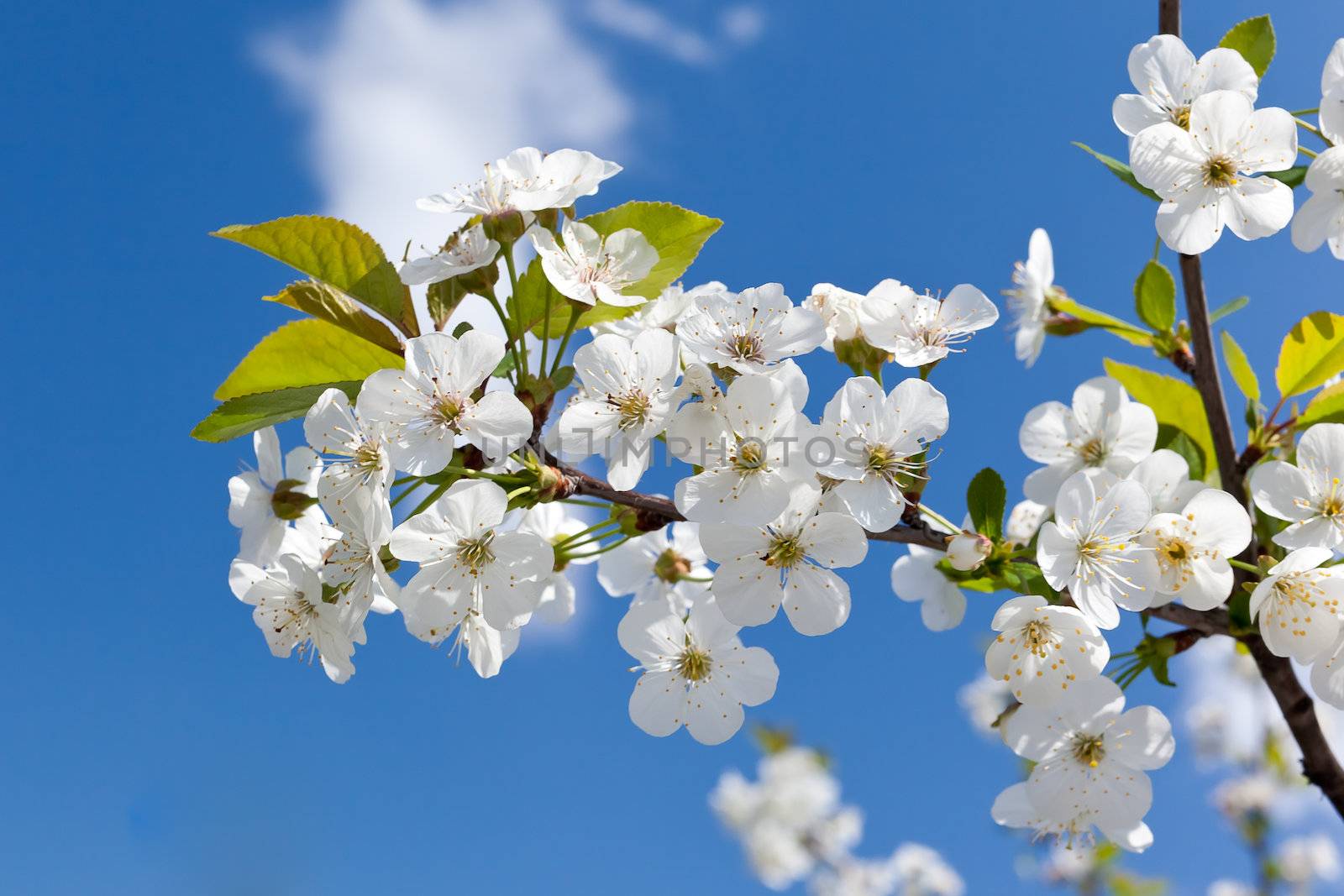 Cherry Blossoms by dario_lo_presti