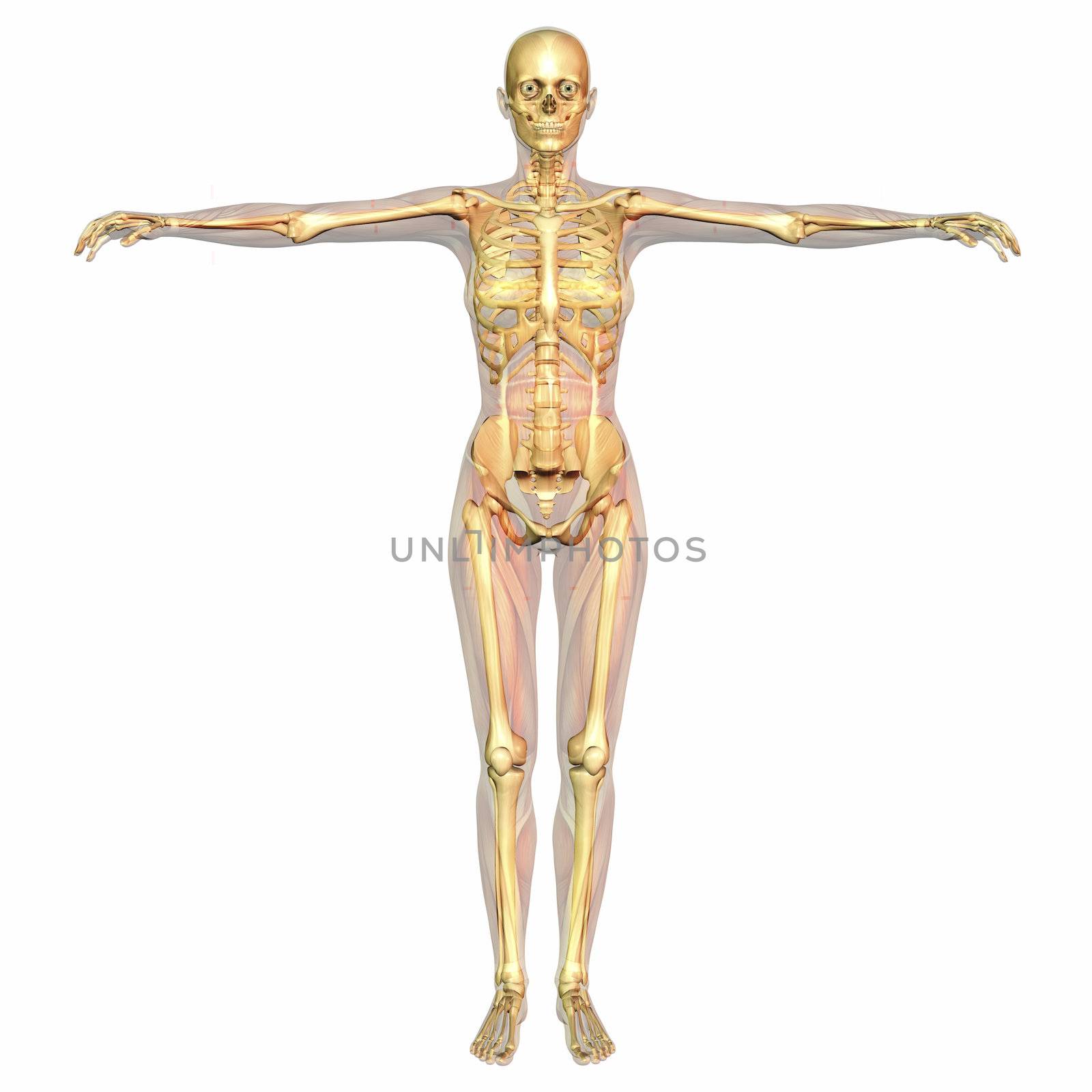 Digital visualization of human anatomy