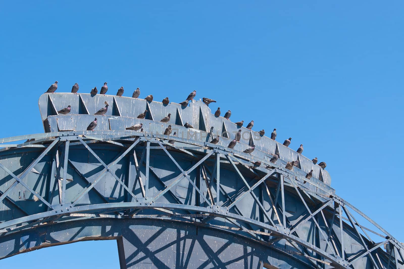 lot of pigeons on a wooden structure