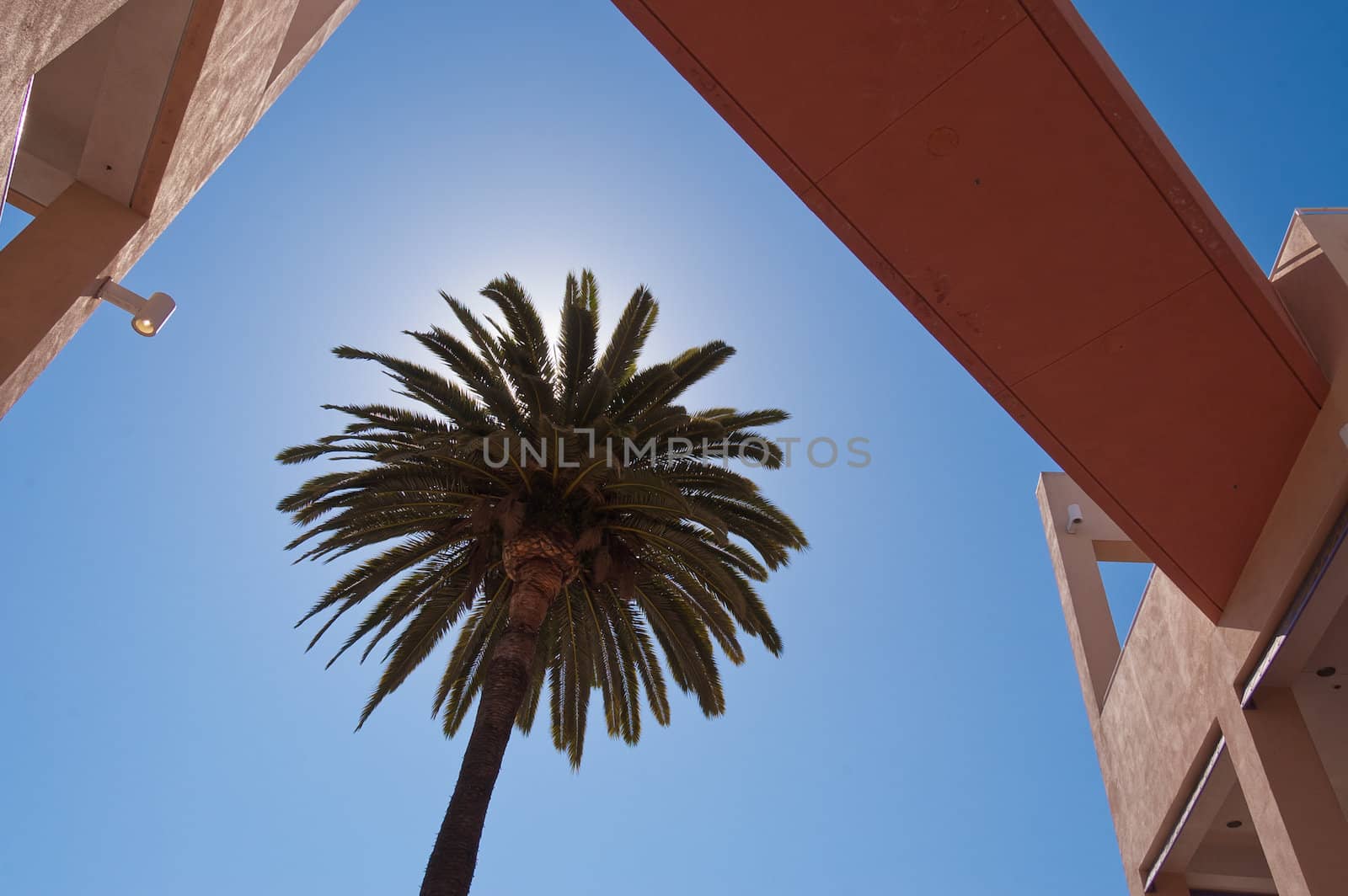 a palmtree near a bridge seen from below