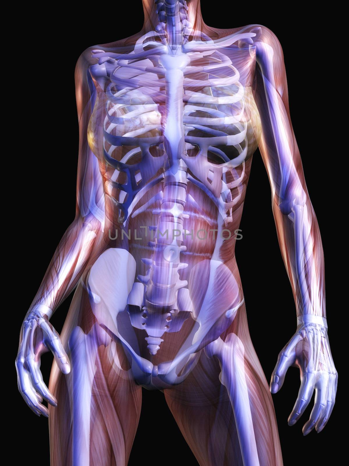 Digital Visualization of Human Anatomy