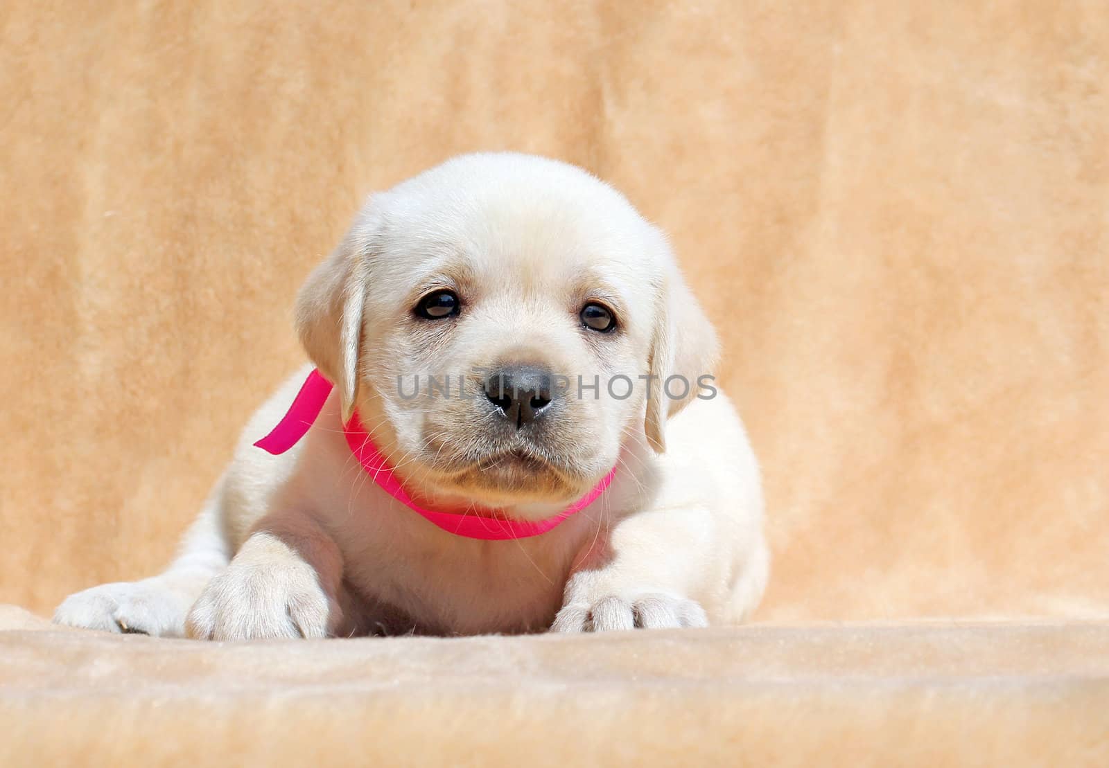 yellow labrador puppy laying on yellow background close up