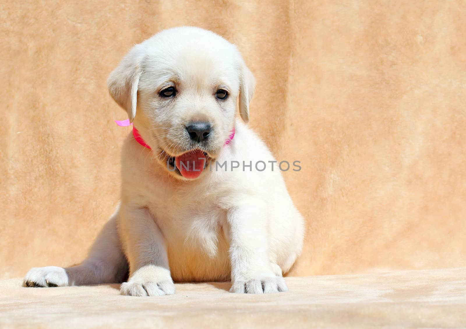yellow labrador puppy sitting on yellow background close up