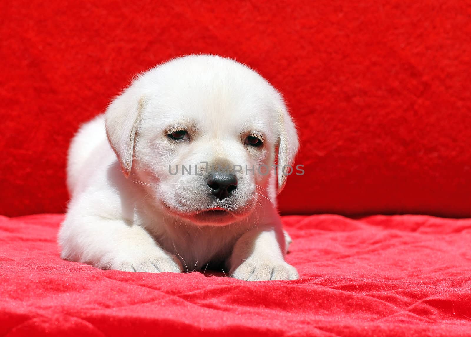 nice happy yellow labrador puppy laying on red