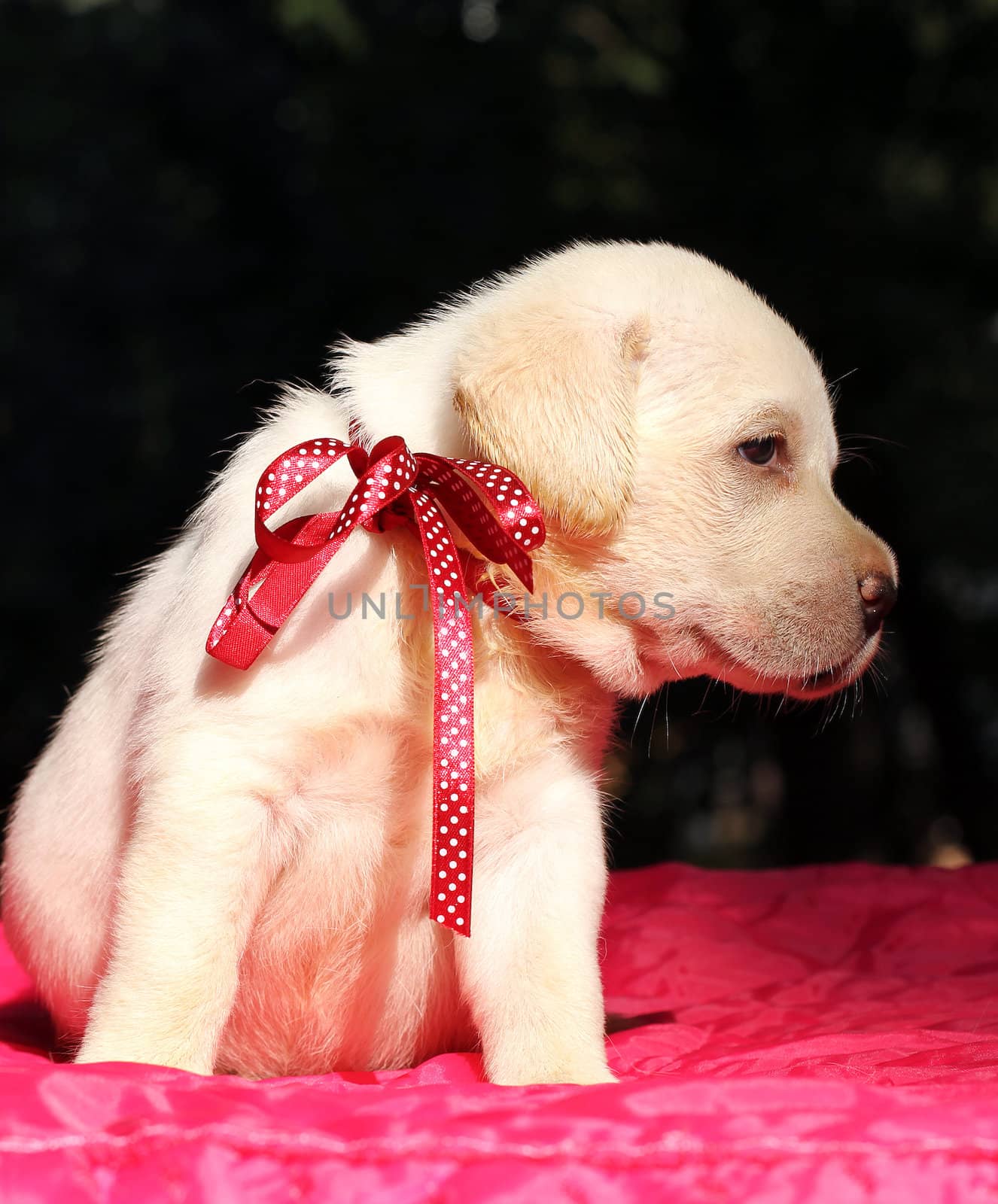 nice happy yellow labrador puppy sittinng on red