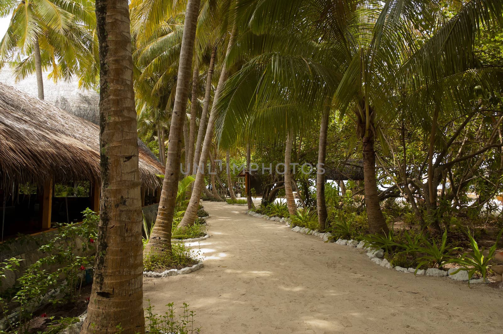 a walkway in a tropical island