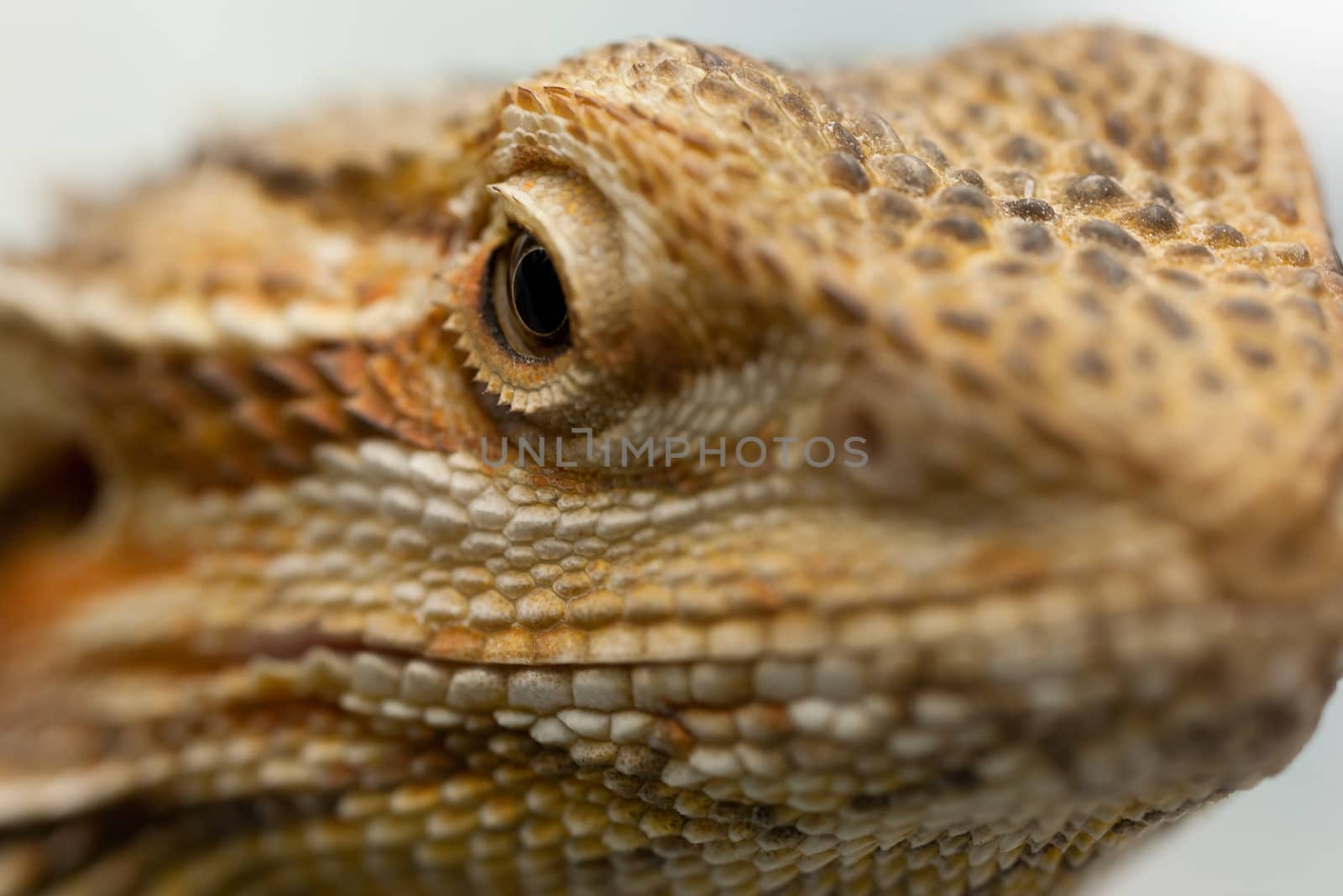 Macro shot of a lizard's eye. Swallow Depth of field