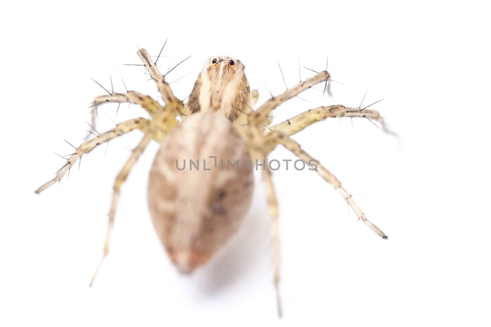 A tiny spider isolated on white