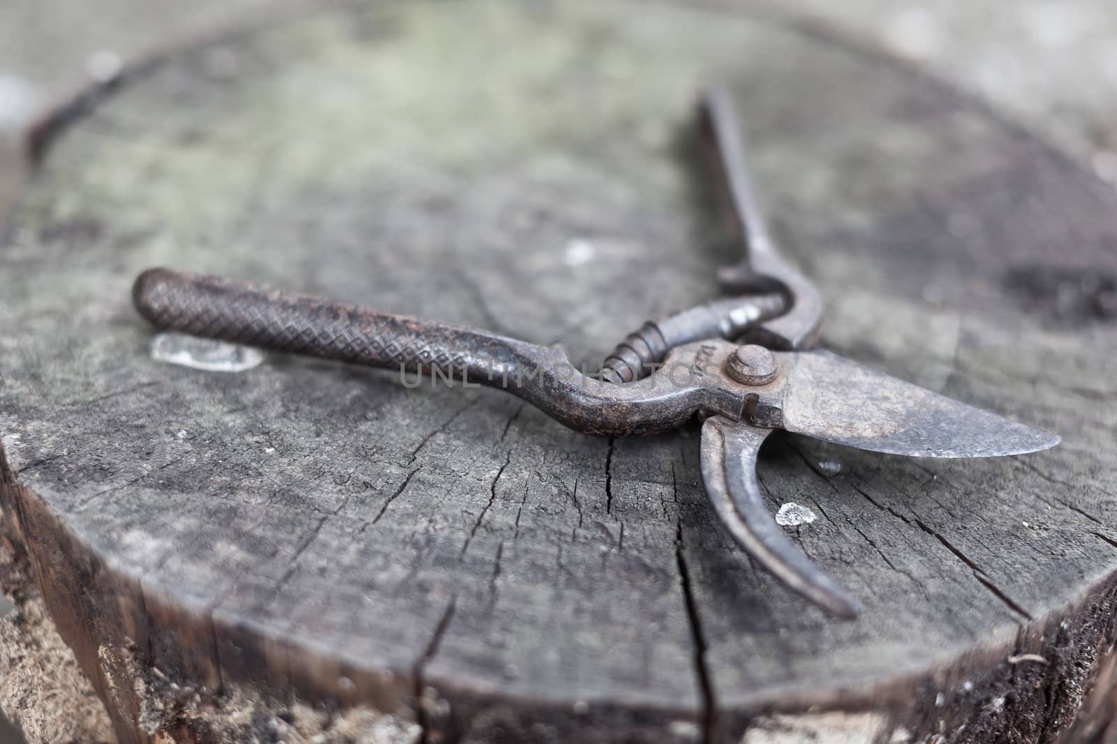 old, rusty shears on a log with swallow depth of field