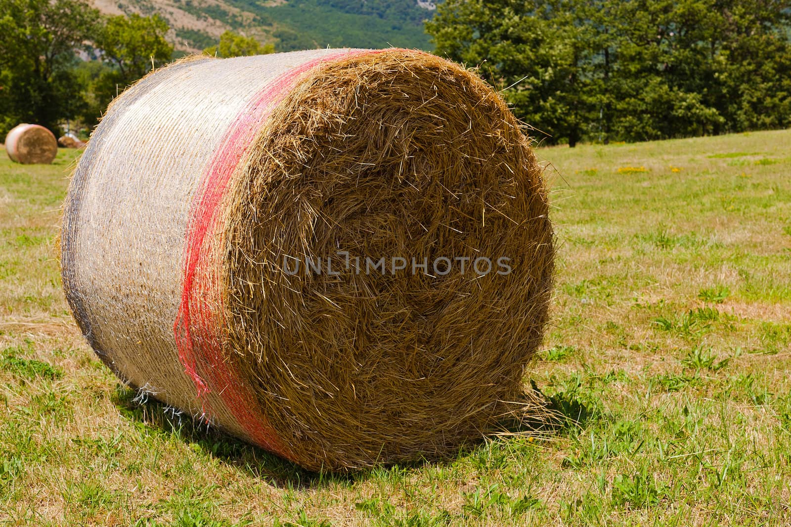 Hay bale on a grass field by dario_lo_presti