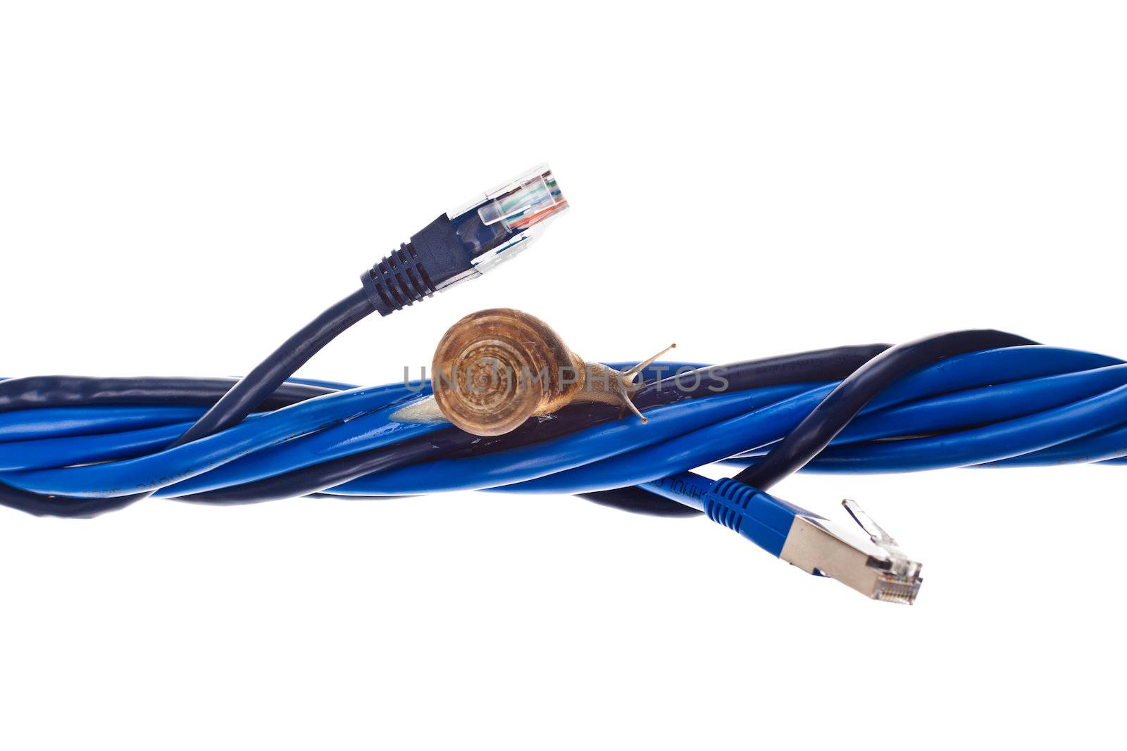 Snails moving on twisted lan cables