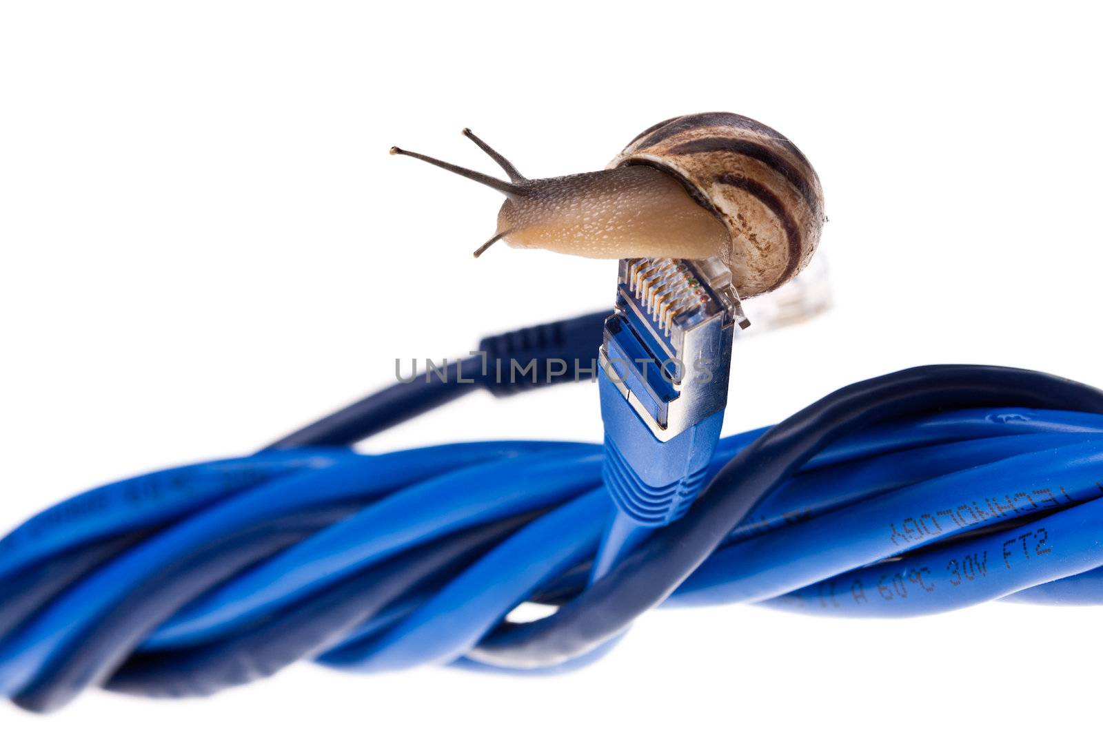 Snails moving on twisted lan cables