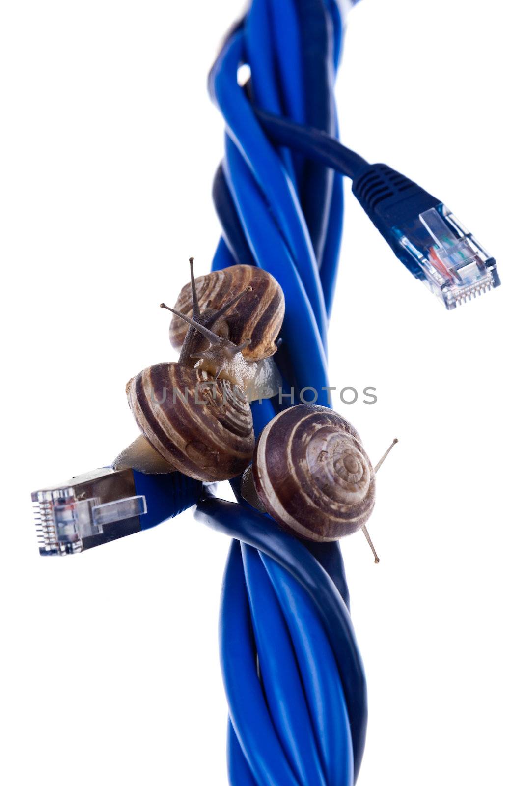 Three snails on blue cables by dario_lo_presti