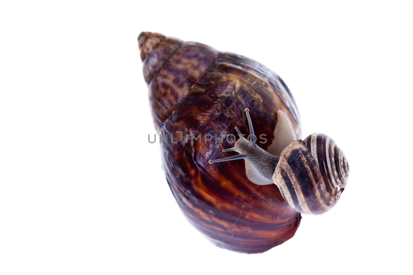 A small snail crawling on a much bigger snail