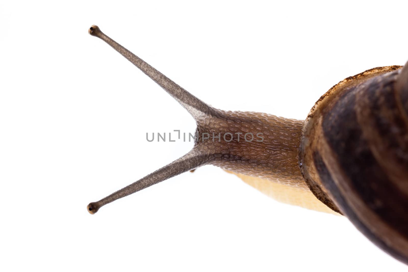 Extreme macro of a common land snail