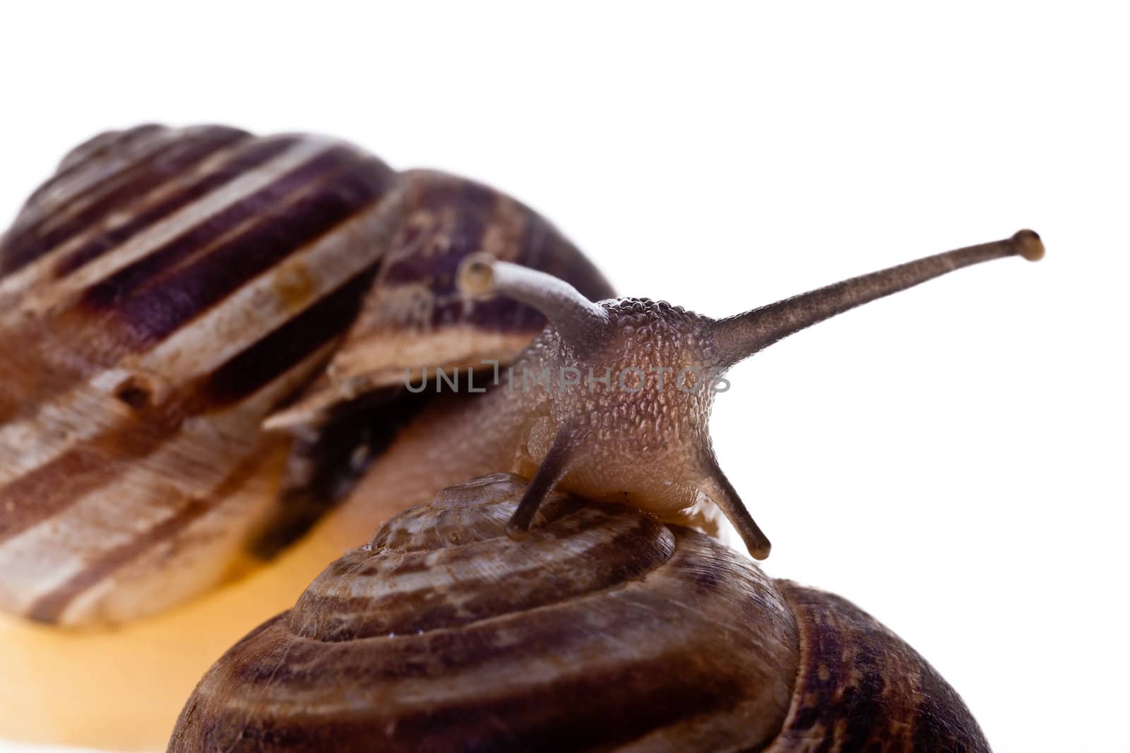 Extreme macro of a common land snail