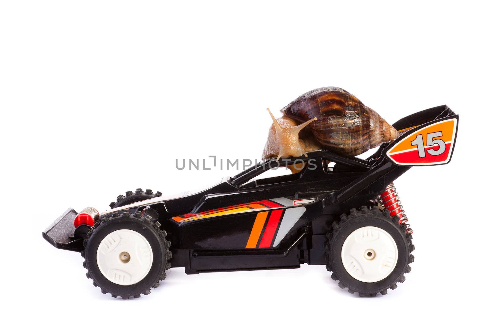 Snail on an RC Toy Race Car