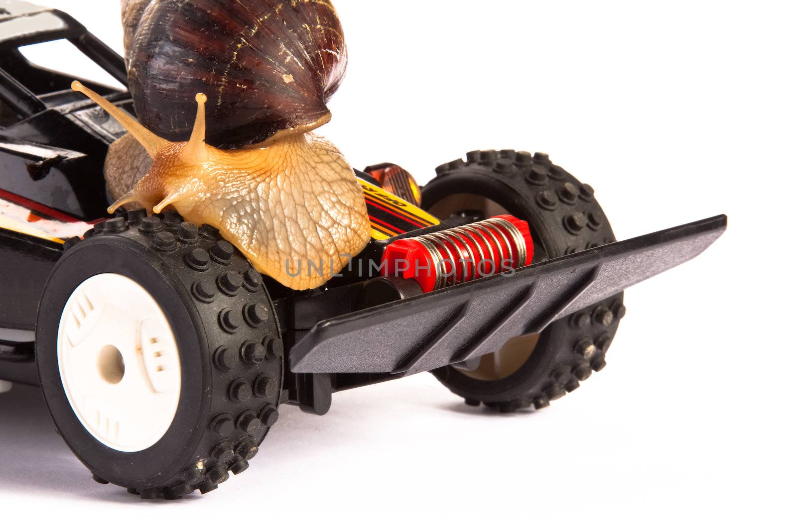 Snail on an RC Toy Race Car