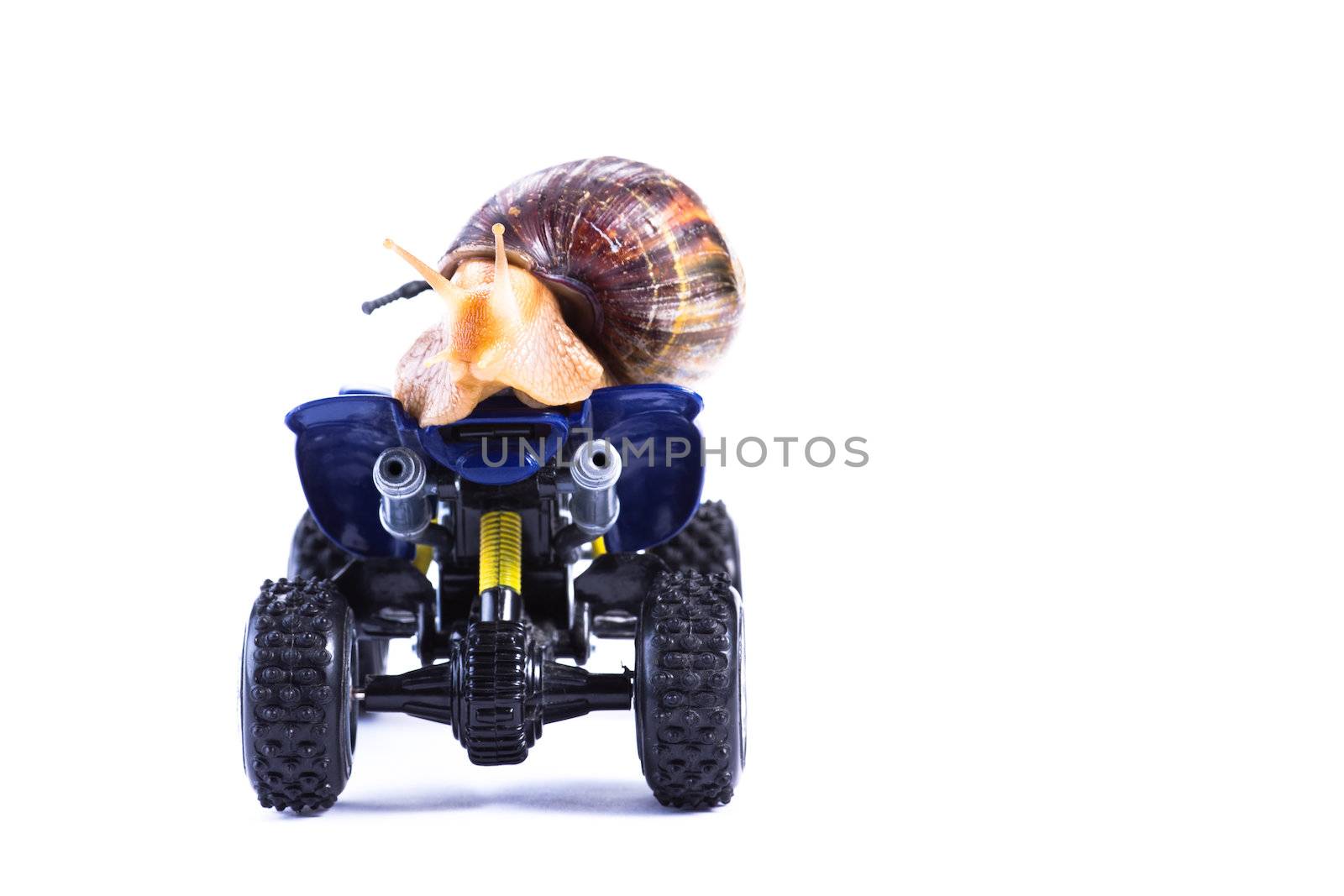 A snail riding a toy quad model looking back and looking back