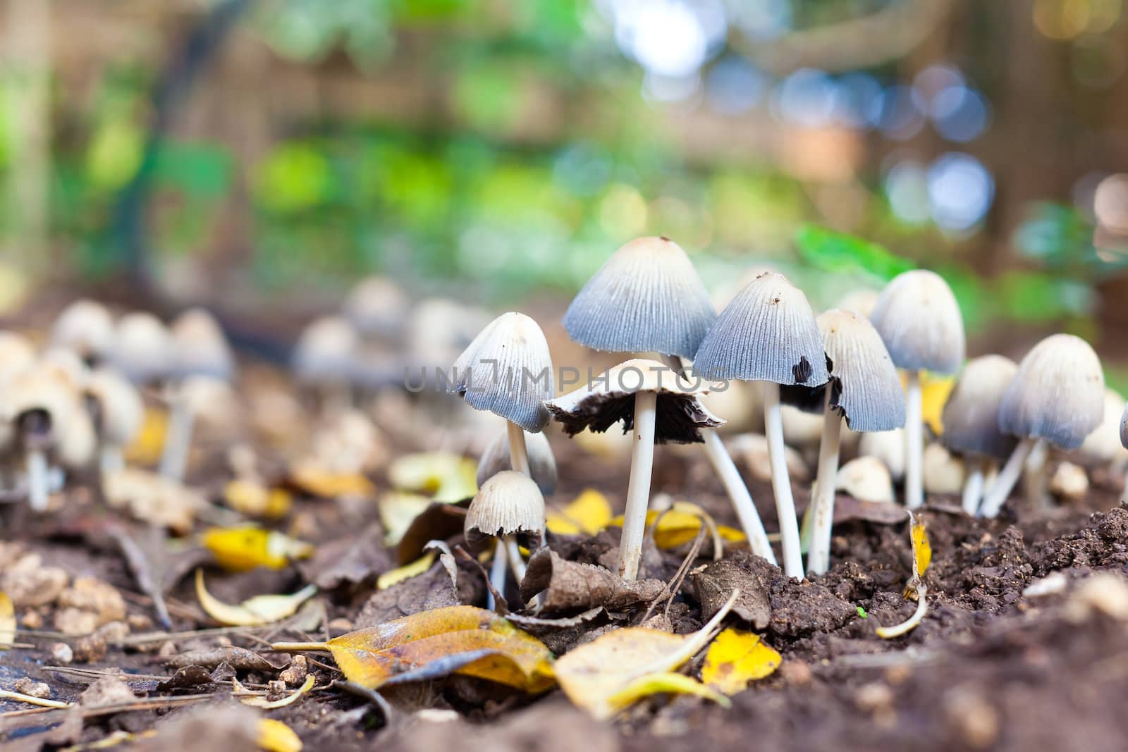 Growing Mushrooms 2 by dario_lo_presti